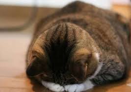 koshka ne mozhet shodit v tualet po malenkomu pomosh zhivotnomu kotemotel ru