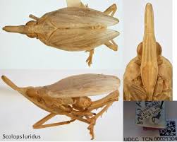 Image result for Scorodophloeus