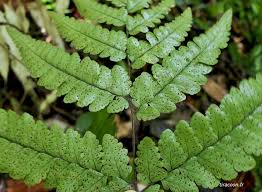 Image result for Triplophyllum
