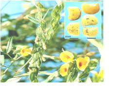 Image result for Zornia setosa