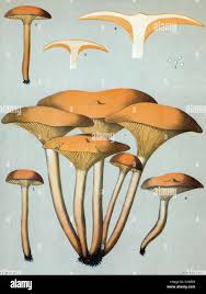 Image result for Clitocybe multiceps