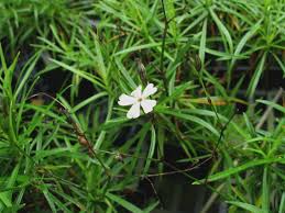 Image result for Silene kiwuensis