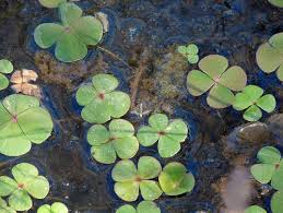 Image result for Marsilea ephippiocarpa
