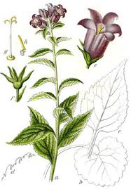 These campanula latifolia are usually call bluebells, for the shape of their flowers. Campanula Latifolia Large Campanula Giant Bellflower Pfaf Plant Database