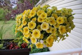 Image result for foto surfínie