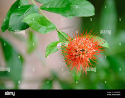 Image result for Combretum erythrophyllum