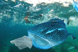 Not All Marine Fish Eat Plastics Plastic Pollution Pollution Marine Fish