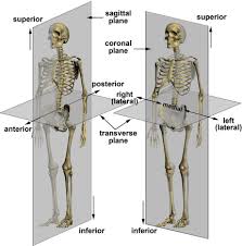 Anatomical diagram showing a front view of a human skeleton. Standard Anatomical Position An Overview Sciencedirect Topics