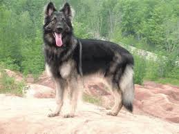 Sable Black And Cream German Shepherd Shiloh Shepherd Information Shiloh Shepherd Alsatian Dog Beautiful Dogs