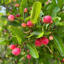 Image result for Carissa