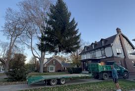 O, Christmas Tree: Barnes Nursery continues to help make City of Sandusky  tree a holiday tradition