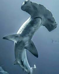 Прелестное дитя(прелестное личико) / pretty baby (1978) многоголосый,1080. Pin By Edith Blair On Grandchildren Shark Hammerhead Shark Water Animals