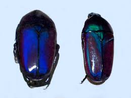 Image result for Oreosyce africana