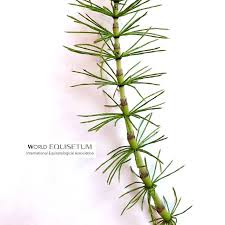 Image result for Equisetaceae