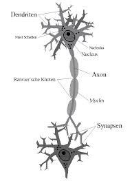 Die hauptaufgabe der hüllzellen (=schwannsche zellen=myelinscheide) ist es, das axon ich schreibe in meinem biologie leistungskurs bald einen kleinen test über den aufbau eines neurons. Sprache Und Gehirn Anmerkungen Zur Physiologie