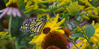 You can buy seeds of butterfly weed here. Wisconsin Monarch Collaborative