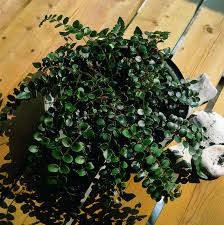 Image result for Pellaea doniana