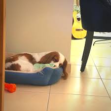 Maybe you would like to learn more about one of these? Pet Shipping During A Pandemic Zeytin S Move To Dubai Petrelocation