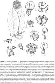Image result for Peraceae
