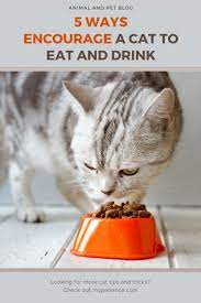 How Long Can A Cat Go Without Water And Food In 2020 Sick Cat Cat Illnesses Pet Care Dogs