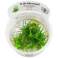 Image result for Eriocaulon schimperi