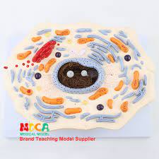Maybe you would like to learn more about one of these? Animal Cell Model Microstructure Anatomy Biology Teaching Mdwxb001 Medical Science Aliexpress