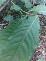Image result for Hugonia platysepala