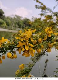 Image result for Cassia abbreviata