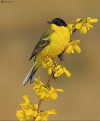 Names Birds That Start With B Birds Daily Feature Photo By Saeid Heidari S Na Bird Photography Yellow Photography Bird