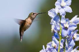 Delphinium Flower Meaning Flower Meaning