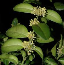 Image result for Buxaceae