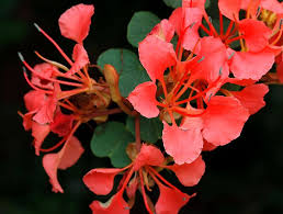 Image result for Blepharis gazensis