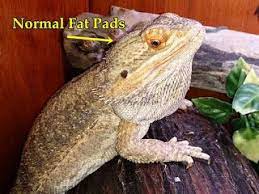 This leads to a very very sick bearded dragon as you can see from the image above. Bearded Dragon Care For Beginners My Bearded Dragon Is Too Skinny Dehydrated And Did Not Eat Much Late Bearded Dragon Cute Bearded Dragon Baby Bearded Dragon