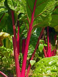 Roter Mangold Vulkan Beta Vulgaris Var Cicla Wissenswertes Saatgut A Z Samen B Samen Saatgut