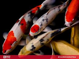 Video berikut adalah tentang 7 kolam ikan minimalis yang sangat cocok di dalam rumah, buat para. Awal Mula Ikan Koi Dianggap Sebagai Pembawa Keberuntungan Indozone Id