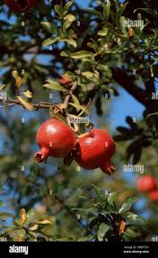 Image result for Punicaceae