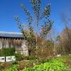 The better adapted tree will have fewer problems, be easier to maintain and more likely to become a strong and healthy, productive fruit tree. 1