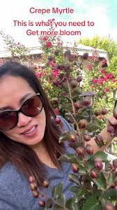 How to Plant A Crepe Myrtle Tree in The Ground