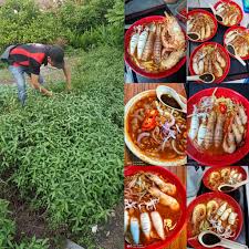 Panen daun kesum yang ditanam di pot. è¾£æ²™çŽ‹laksa King Daun Kesum Or Daun Laksa è¾£æ²™å¶ Facebook
