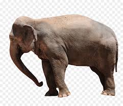 Baby Elephant Cartoon Png Download 972 822 Free Transparent African Bush Elephant Png Download Cleanpng Kisspng African bush elephant asian elephant african forest elephant, elephant hd png. african bush elephant png
