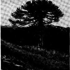 Image result for Asterochaete angustissima