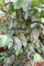 Image result for Coffea