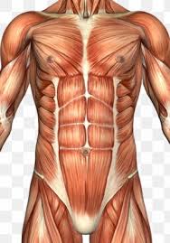 Abdominal and pelvic anatomy encompasses the anatomy of all structures of the abdominal and this anatomy section promotes the use of the terminologia anatomica, the international standard of. Abdomen Anatomy Images Abdomen Anatomy Transparent Png Free Download