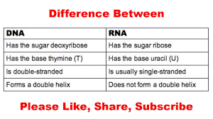 The genetic information stored in the dna is transcribed to the rna, which then translates the information into proteins. Difference Between Dna And Rna In Hindi Urdu Youtube
