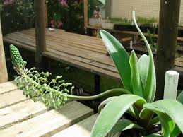 Image result for Ledebouria Unidentified sp. no6.