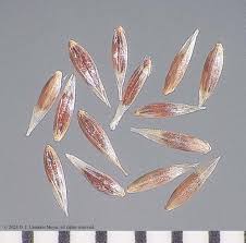 Image result for Agrostis
