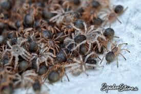 Theraphosinae Sp Panama Vogelspinnen Spinne Panama