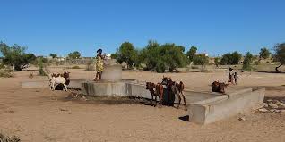 They can drink up to 32 gallons (46 litres) of water at one drinking session! Sustainable Land Management