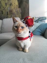 No Halloween Is Complete Without Animals In Costumes Pet Costumes Halloween Animals Cute Animals