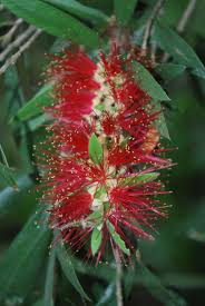 We did not find results for: Bottlebrush Cainta Plant Nursery